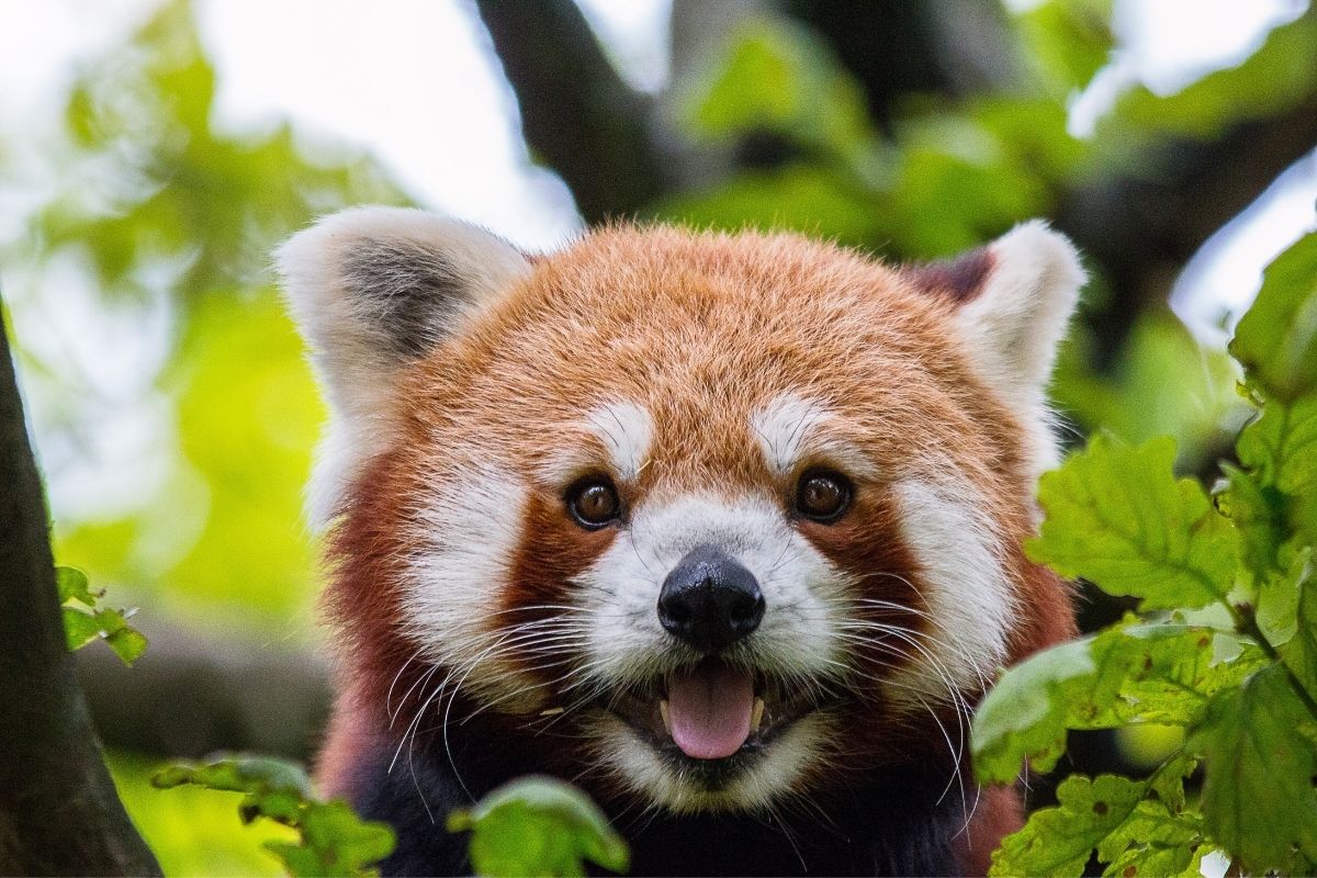 Červená panda v Zoorasia (zdroj obrázku: canva.com)