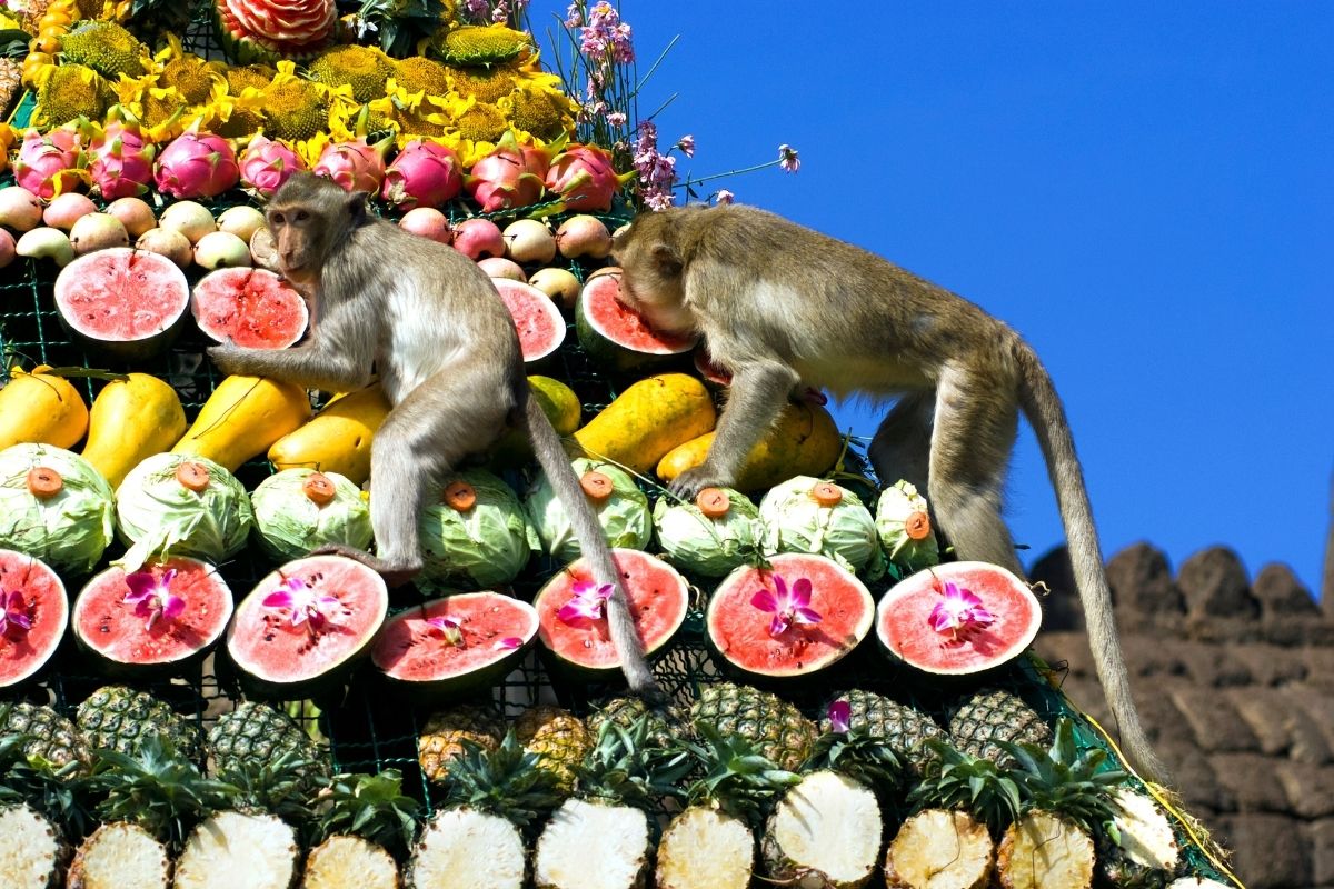 Opice majú z obrovského množstvo jedla veľkú radosť (zdroj obrázku: canva.com)