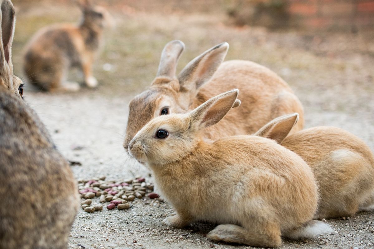 Fotky rozkošných králikov obleteli svet (zdroj obrázku: canva.com)