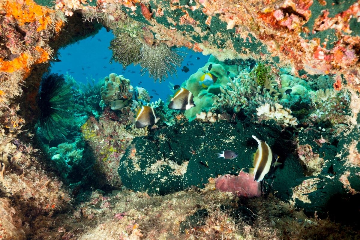 Podmorský svet skrýva množstvo krás (zdroj obrázku: canva.com)
