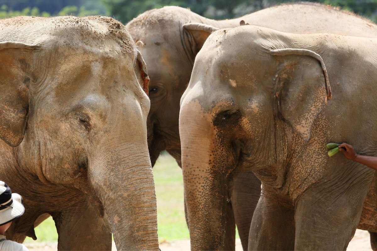 Elephant Village Sanctuary (zdroj obrázku: canva.com)