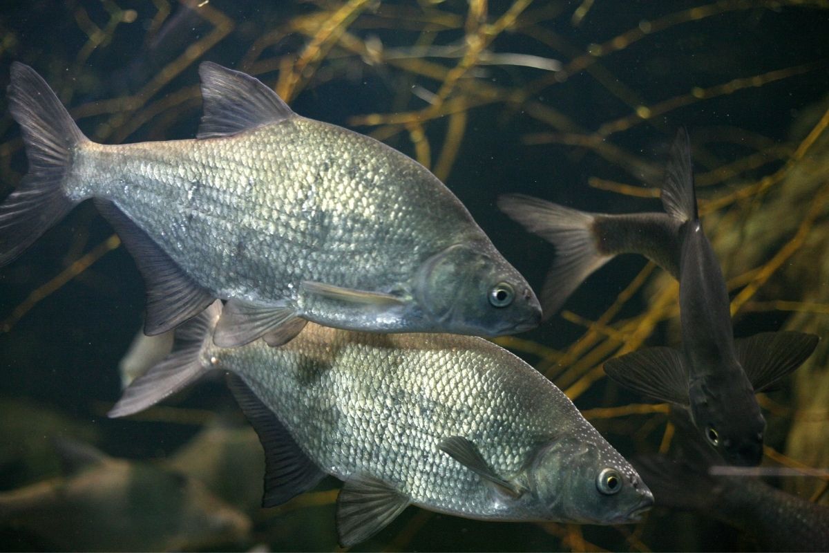 Ak ryby plávajú spolu je to dobré znamenie (zdroj obrázku: canva.com)