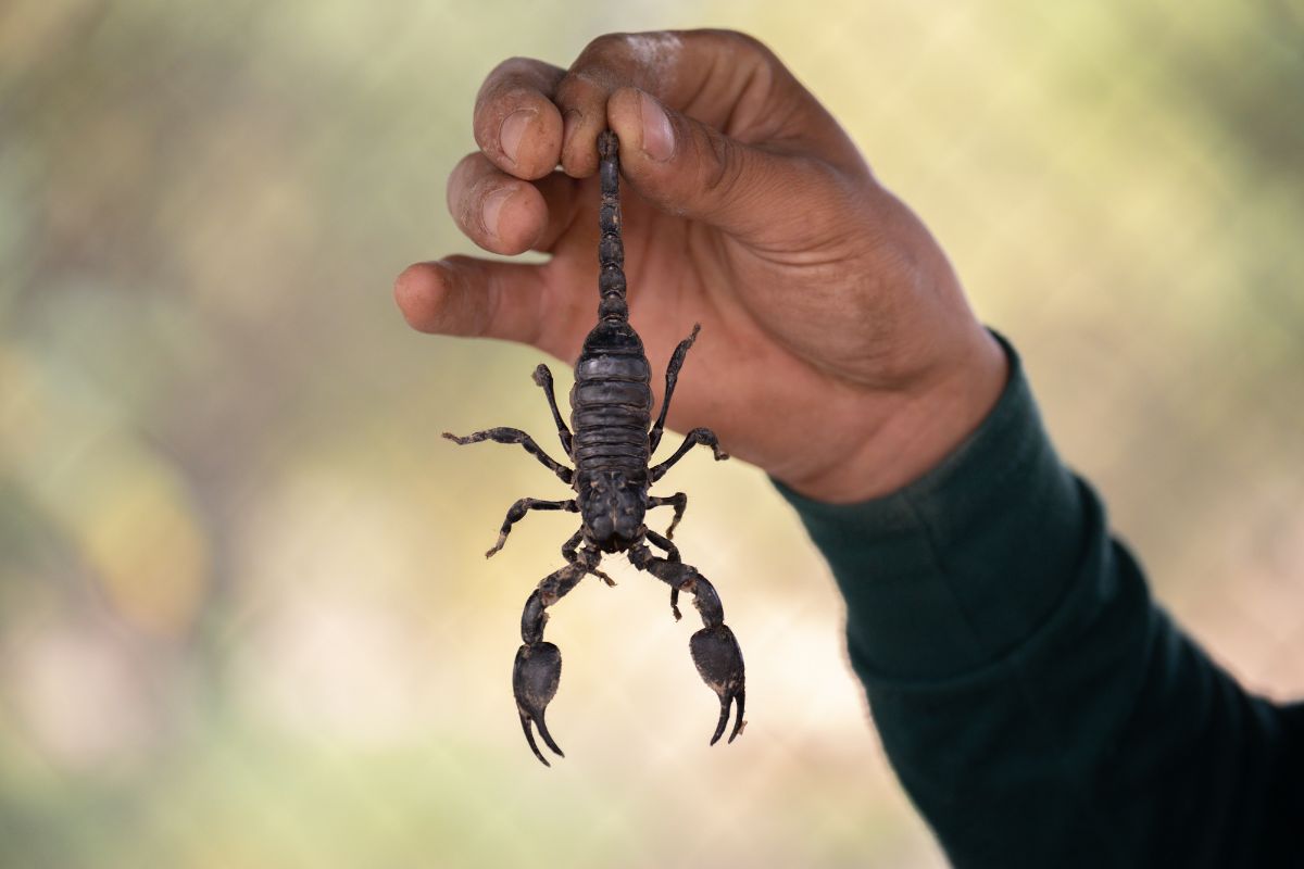Škorpióna vyskúšajú ochutnať len tí najodvážnejší (zdroj obrázku: canva.com)