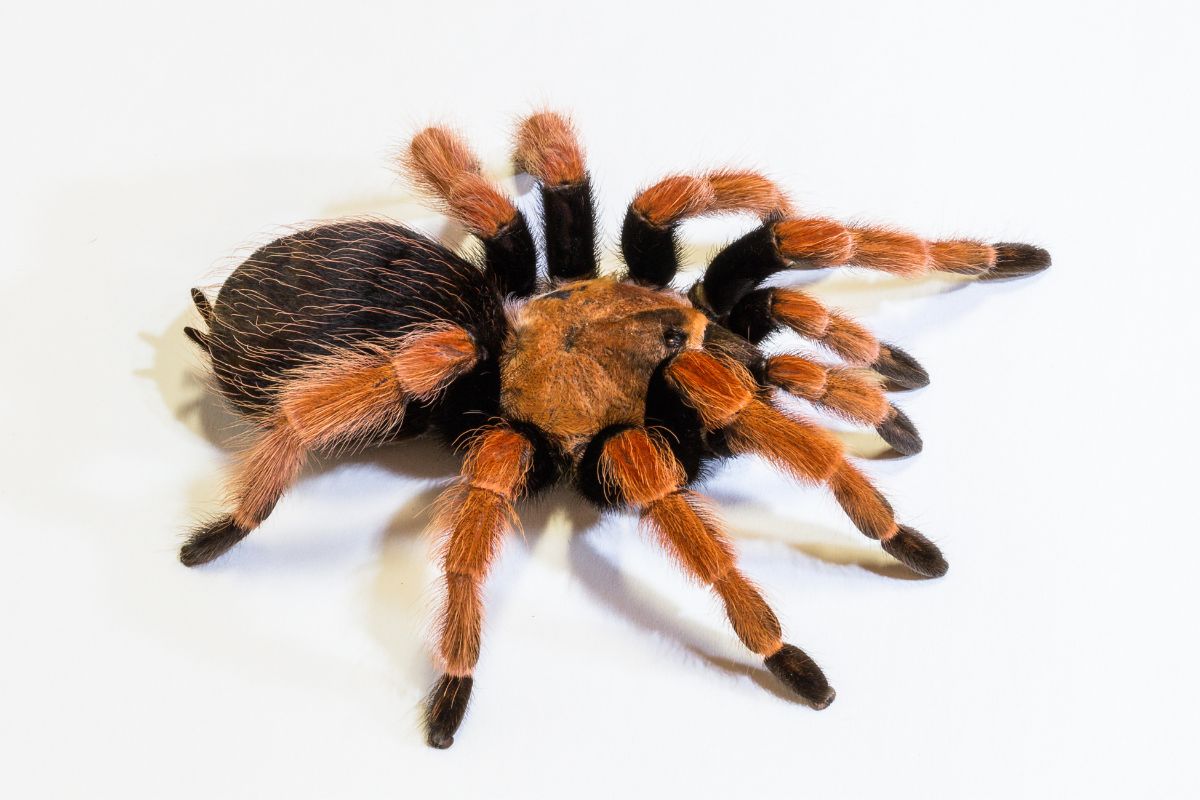 Kým niektorí sa pavúkov boja, v iných kútoch sveta ich s radosťou konzumujú (zdroj obrázku: canva.com)