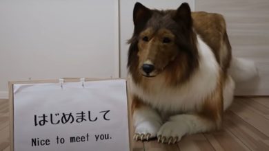 Japonec utratil tisíce eur za masku kólie (reprofoto youtube.com/ 動物になりたい(I want to be an animal)