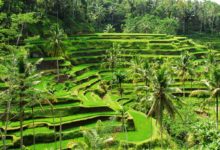 Tegalalang Village, Bali (zdroj obrázku: canva.com)