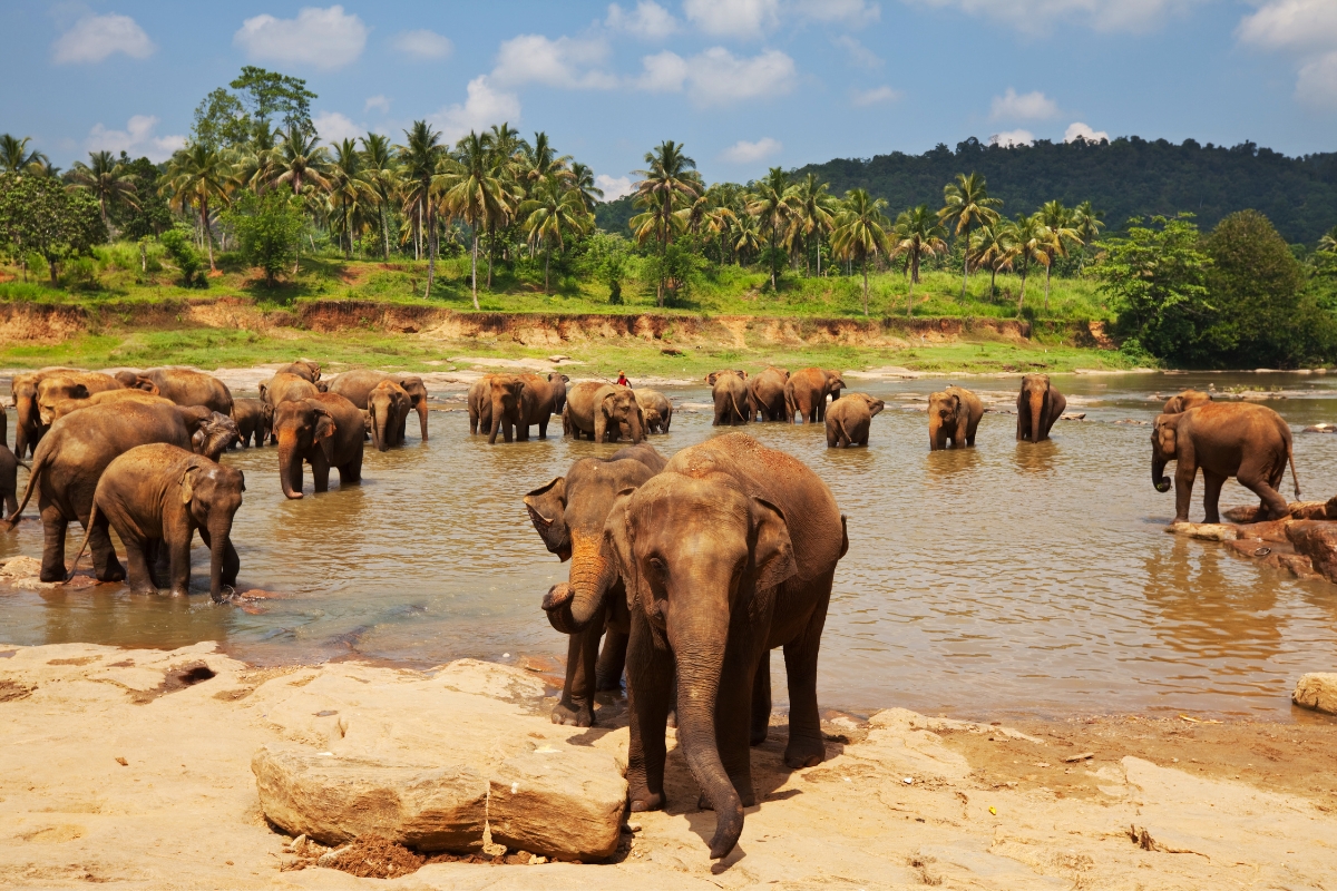 Slony na Srí Lanke (zdroj obrázku: canva.com)