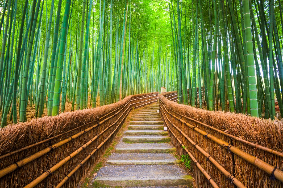 Bambusový les Sagano (zdroj obrázku: canva.com)